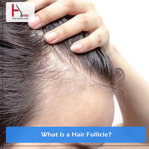 What Is a Hair Follicle?