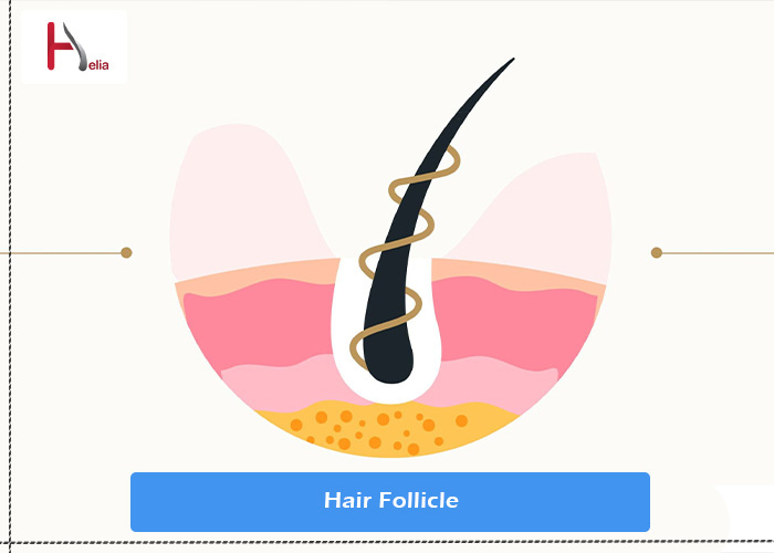 Hair Follicle: Function, Conditions and Anatomy